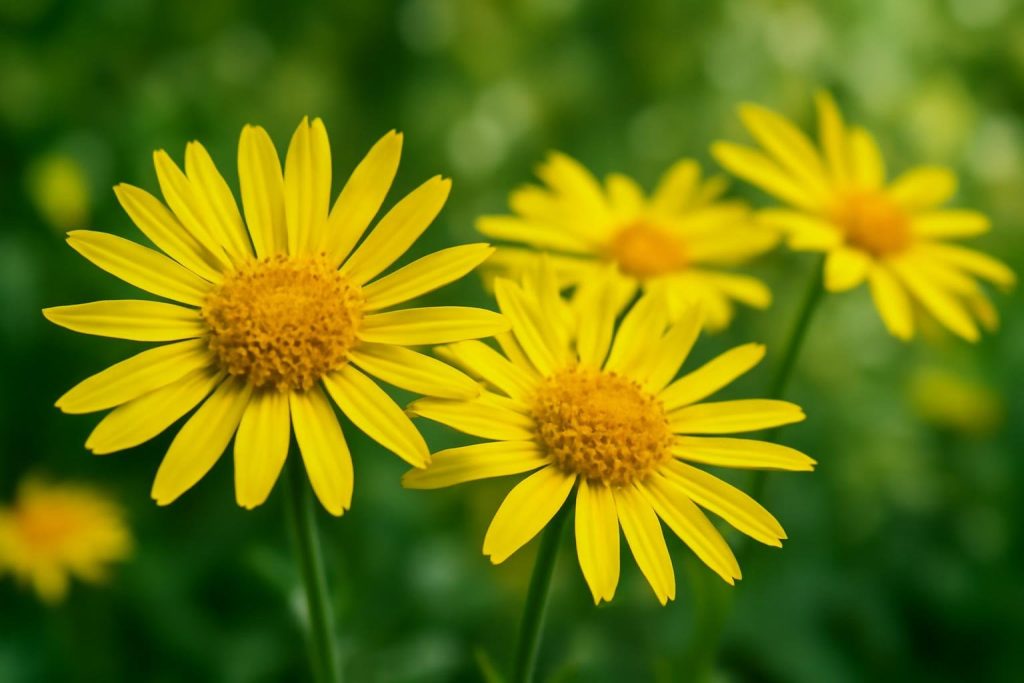 fleurs-arnica-jaunes-jardin-flou