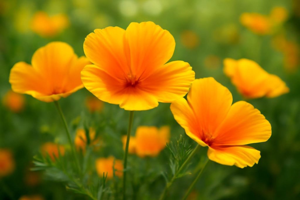 fleurs-eschscholtzia-orange-jardin-flou